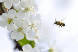 🌸 Alergia ocular en Ávila: lo que nadie te cuenta (y cómo proteger tus ojos esta primavera)